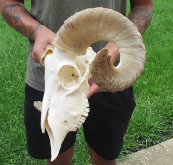 Buy this Authentic African Merino Ram/Sheep Skull with 19 inch Horns for $155