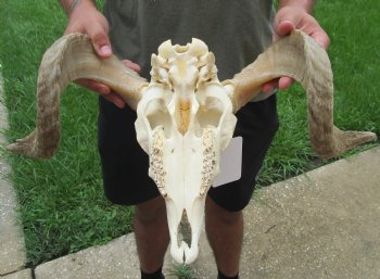 Buy this Authentic African Merino Ram/Sheep Skull with 19 inch Horns for $155