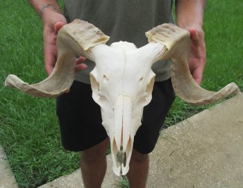 African Merino Ram/Sheep Skull with 19 inch Horns For Sale for $155