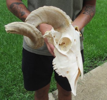 African Merino Ram/Sheep Skull with 19 inch Horns For Sale for $155