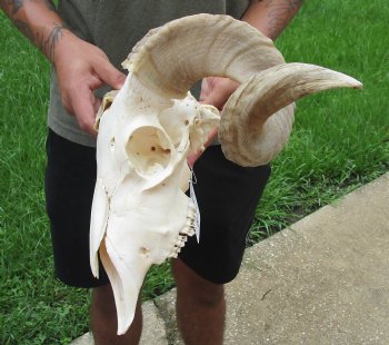 African Merino Ram/Sheep Skull with 19 inch Horns For Sale for $155