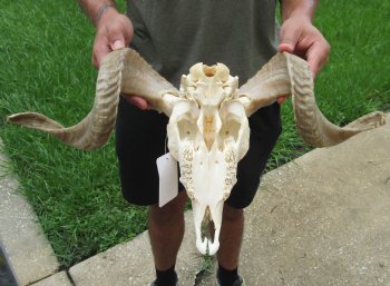 African Merino Ram/Sheep Skull with 19 inch Horns For Sale for $155