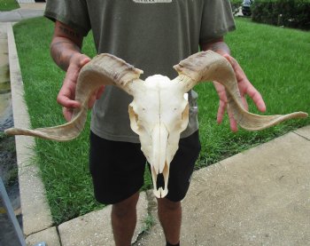 Buy this Authentic African Merino Ram/Sheep Skull with 19 inch Horns for $155