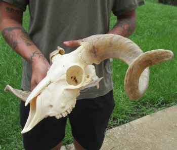 Buy this Authentic African Merino Ram/Sheep Skull with 19 inch Horns for $155