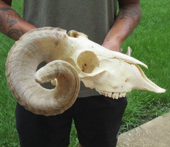 Buy this Authentic African Merino Ram/Sheep Skull with 19 inch Horns for $155