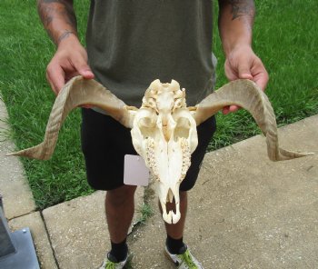 Buy this Authentic African Merino Ram/Sheep Skull with 19 inch Horns for $155