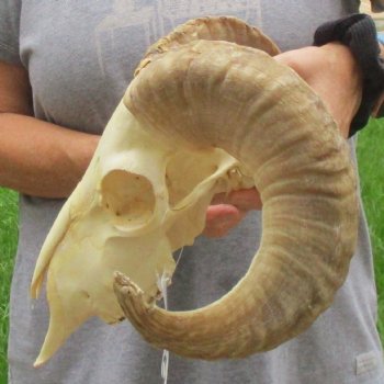 9" African Merino Ram/Sheep Skull with 17" Horns - $125 