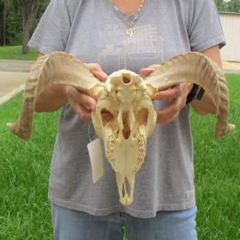 9" African Merino Ram/Sheep Skull with 17" Horns - $125 