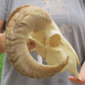 9" African Merino Ram/Sheep Skull with 17" Horns - $125 