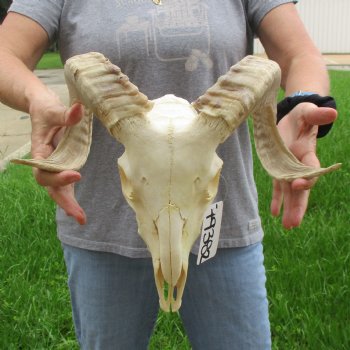 10" African Merino Ram/Sheep Skull with 17" Horns - $125 