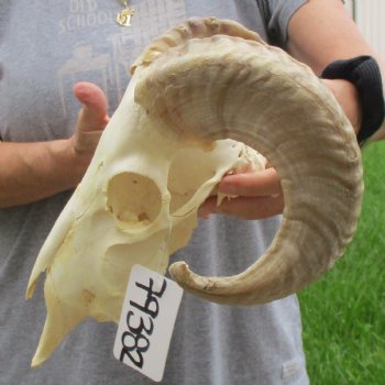 10" African Merino Ram/Sheep Skull with 17" Horns - $125 