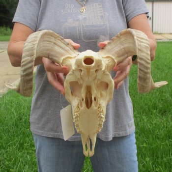 10" African Merino Ram/Sheep Skull with 17" Horns - $125 