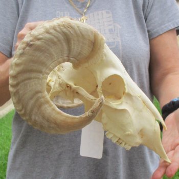 10" African Merino Ram/Sheep Skull with 17" Horns - $125 