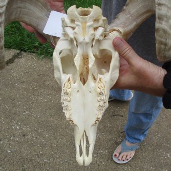 10" African Merino Ram/Sheep Skull with 17" Horns - $125 