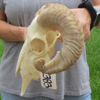 10" African Merino Ram/Sheep Skull with 16" Horns - $125 