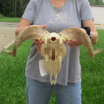 10" African Merino Ram/Sheep Skull with 16" Horns - $125 