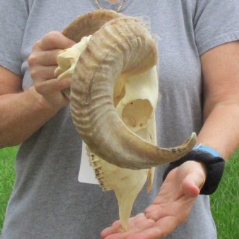 10" African Merino Ram/Sheep Skull with 16" Horns - $125 