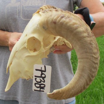 9" African Merino Ram/Sheep Skull with 16" Horns - $125 