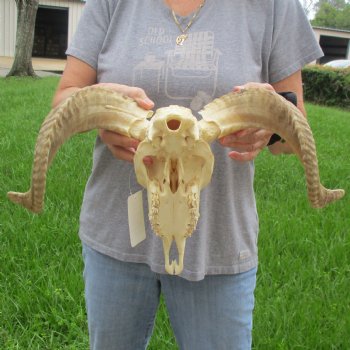 9" African Merino Ram/Sheep Skull with 16" Horns - $125 