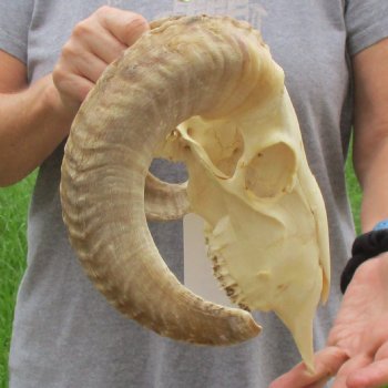 9" African Merino Ram/Sheep Skull with 16" Horns - $125 