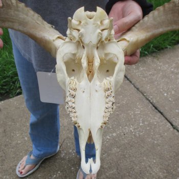 9" African Merino Ram/Sheep Skull with 16" Horns - $125 