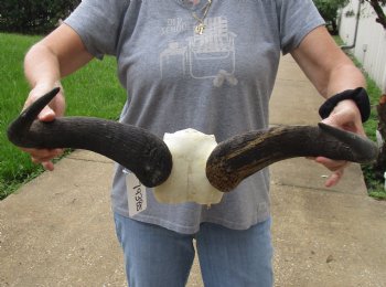 Buy Now this B-Grade Blue wildebeest skull plate and horns 20 inches wide for $25