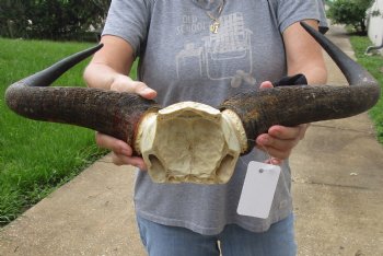 Buy Now this B-Grade Blue wildebeest skull plate and horns 20 inches wide for $25