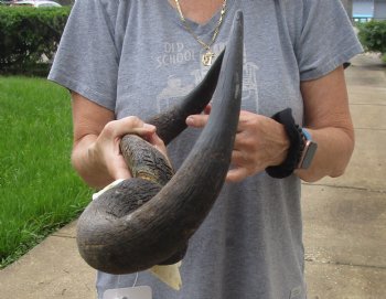 Buy Now this B-Grade Blue wildebeest skull plate and horns 20 inches wide for $25