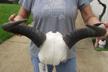 B-Grade Blue wildebeest skull plate and horns 19 inches wide for sale $25