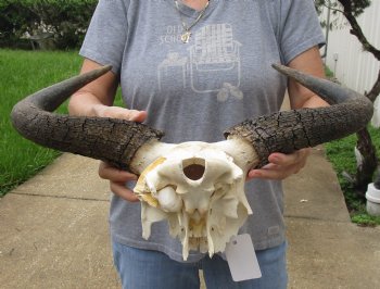 B-Grade Blue wildebeest skull plate and horns 19 inches wide for sale $25