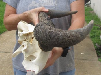 B-Grade Blue wildebeest skull plate and horns 19 inches wide for sale $25