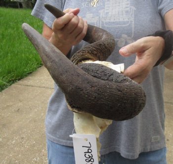 Buy Now this B-Grade Blue wildebeest skull plate and horns 21 inches wide for $25