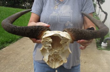 Buy Now this B-Grade Blue wildebeest skull plate and horns 21 inches wide for $25