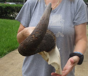 Buy Now this B-Grade Blue wildebeest skull plate and horns 21 inches wide for $25