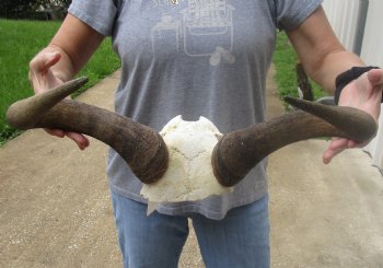 B-Grade Blue wildebeest skull plate and horns 19 inches wide for $25