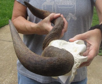 B-Grade Blue wildebeest skull plate and horns 19 inches wide for $25