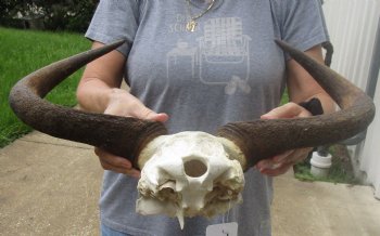 B-Grade Blue wildebeest skull plate and horns 19 inches wide for $25