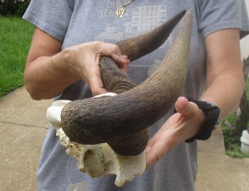 B-Grade Blue wildebeest skull plate and horns 19 inches wide for $25