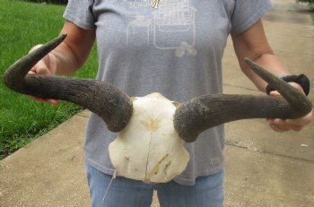 Buy Now this B-Grade Blue wildebeest skull plate and horns 22 inches wide for $25