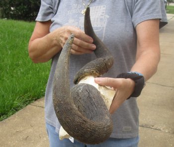 Buy Now this B-Grade Blue wildebeest skull plate and horns 22 inches wide for $25