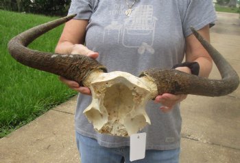 Buy Now this B-Grade Blue wildebeest skull plate and horns 22 inches wide for $25