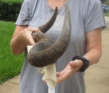 Buy Now this B-Grade Blue wildebeest skull plate and horns 22 inches wide for $25