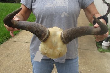 B-Grade Blue wildebeest skull plate and horns 20 inches wide for sale $25