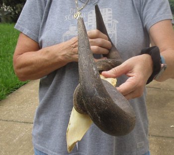 B-Grade Blue wildebeest skull plate and horns 20 inches wide for sale $25