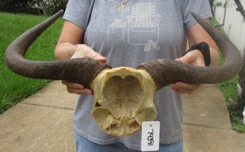 B-Grade Blue wildebeest skull plate and horns 20 inches wide for sale $25