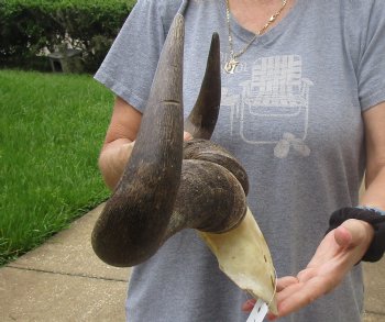 B-Grade Blue wildebeest skull plate and horns 20 inches wide for sale $25