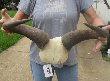 B-Grade Blue wildebeest skull plate and horns 20 inches wide for sale $25