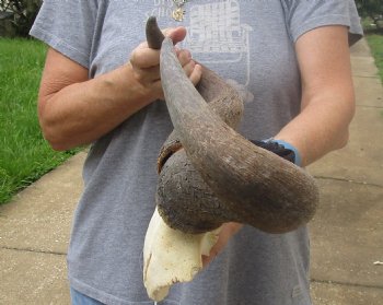 B-Grade Blue wildebeest skull plate and horns 20 inches wide for sale $25