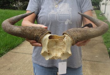 B-Grade Blue wildebeest skull plate and horns 20 inches wide for sale $25