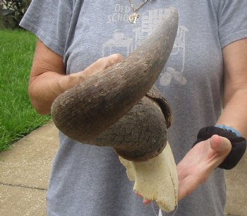 B-Grade Blue wildebeest skull plate and horns 20 inches wide for sale $25